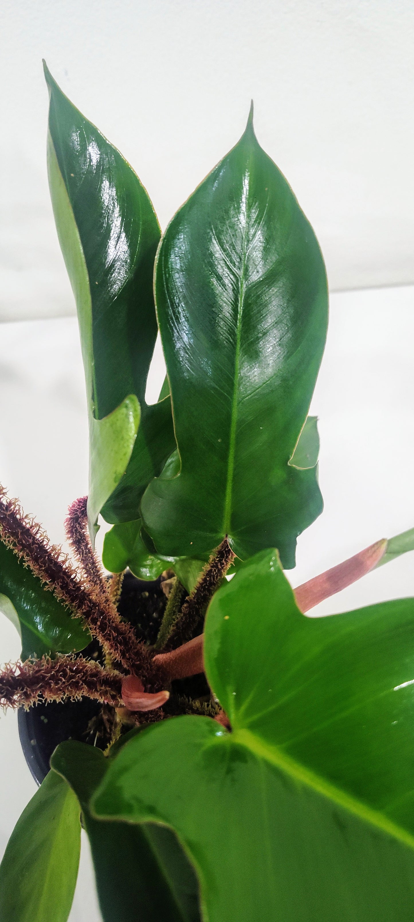 4ā Philodendron Squamiferum | Hairy Philodendron | Rare Indoor Aroid