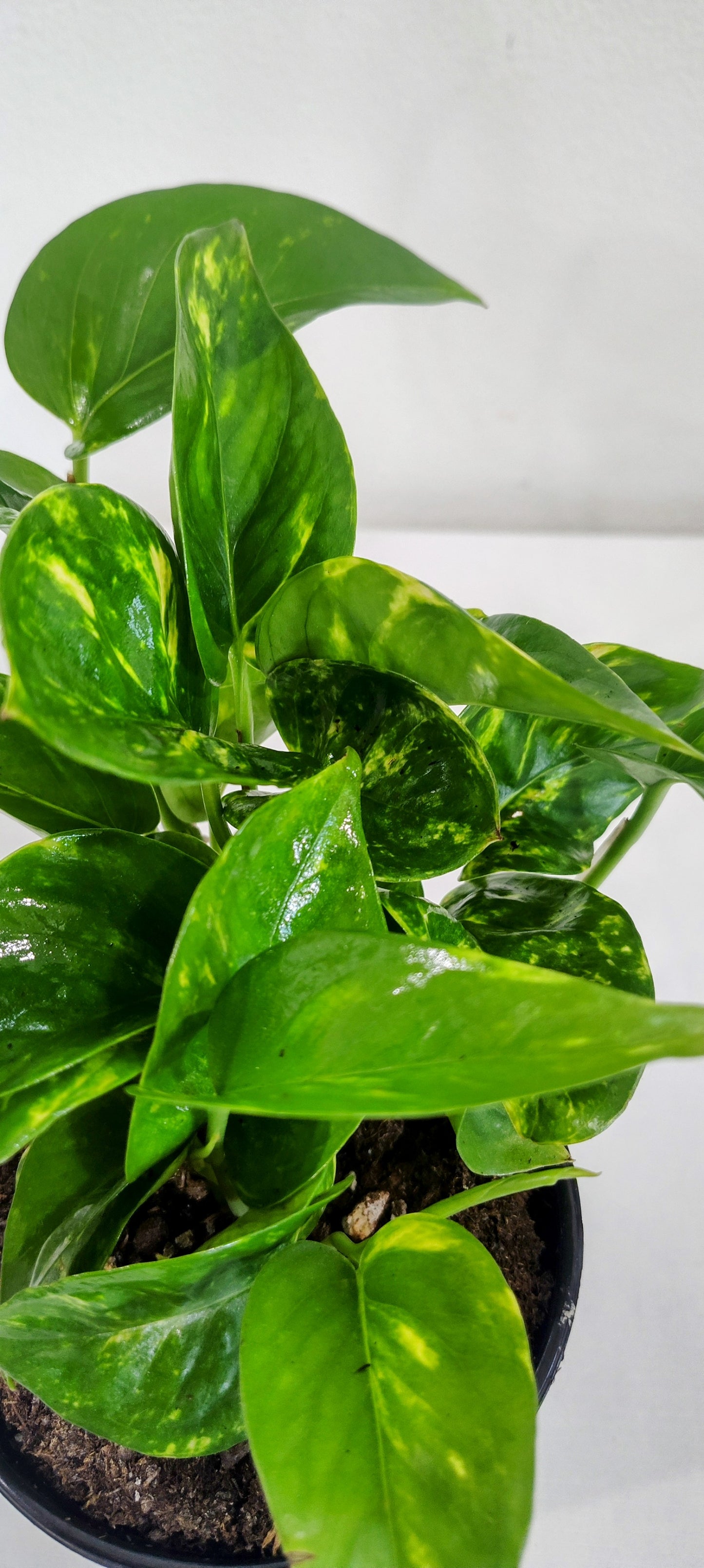 4ā Golden Pothos | Easy Care Epipremnum Aureum | Indoor Trailing Plant