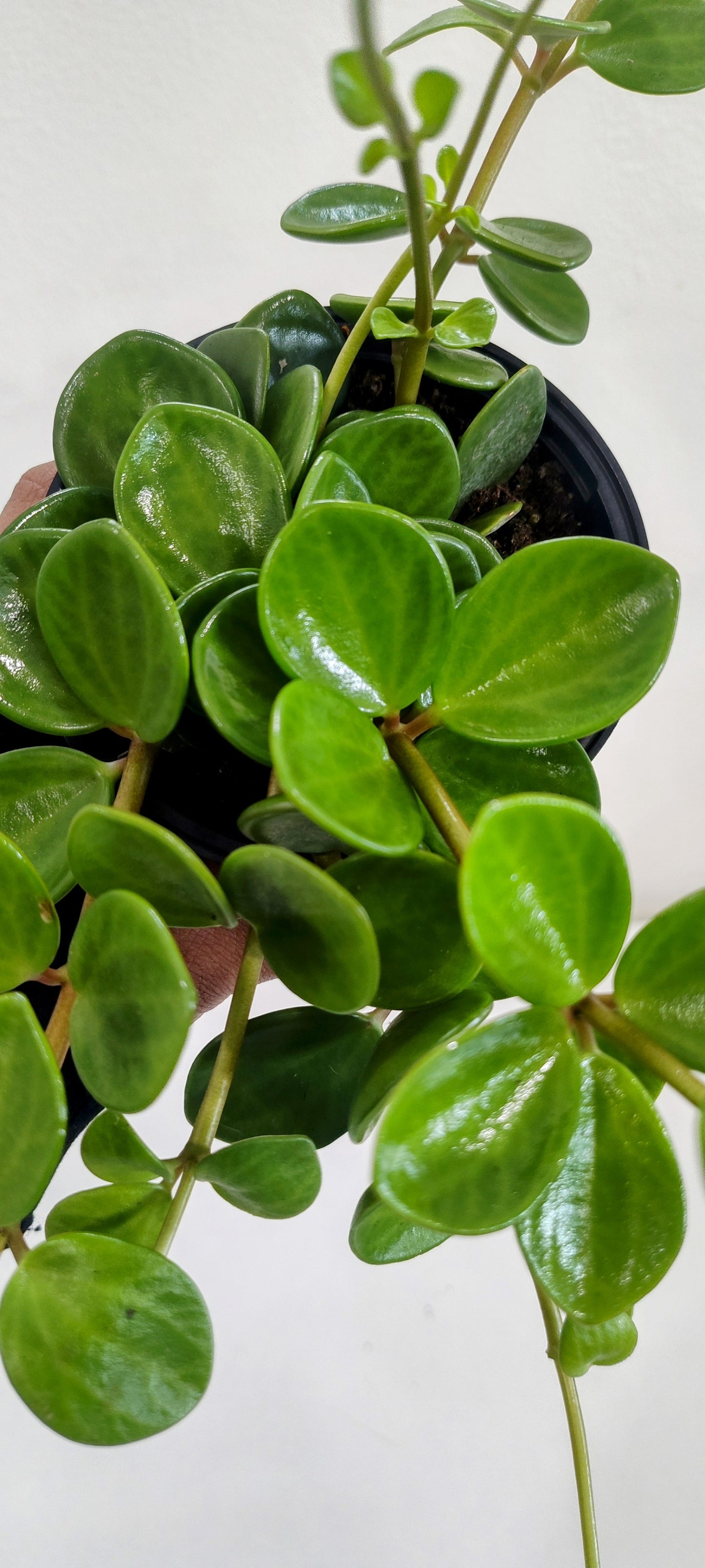 4” Peperomia Hope | Easy Care Succulent-Like Houseplant | Trailing Indoor Plant