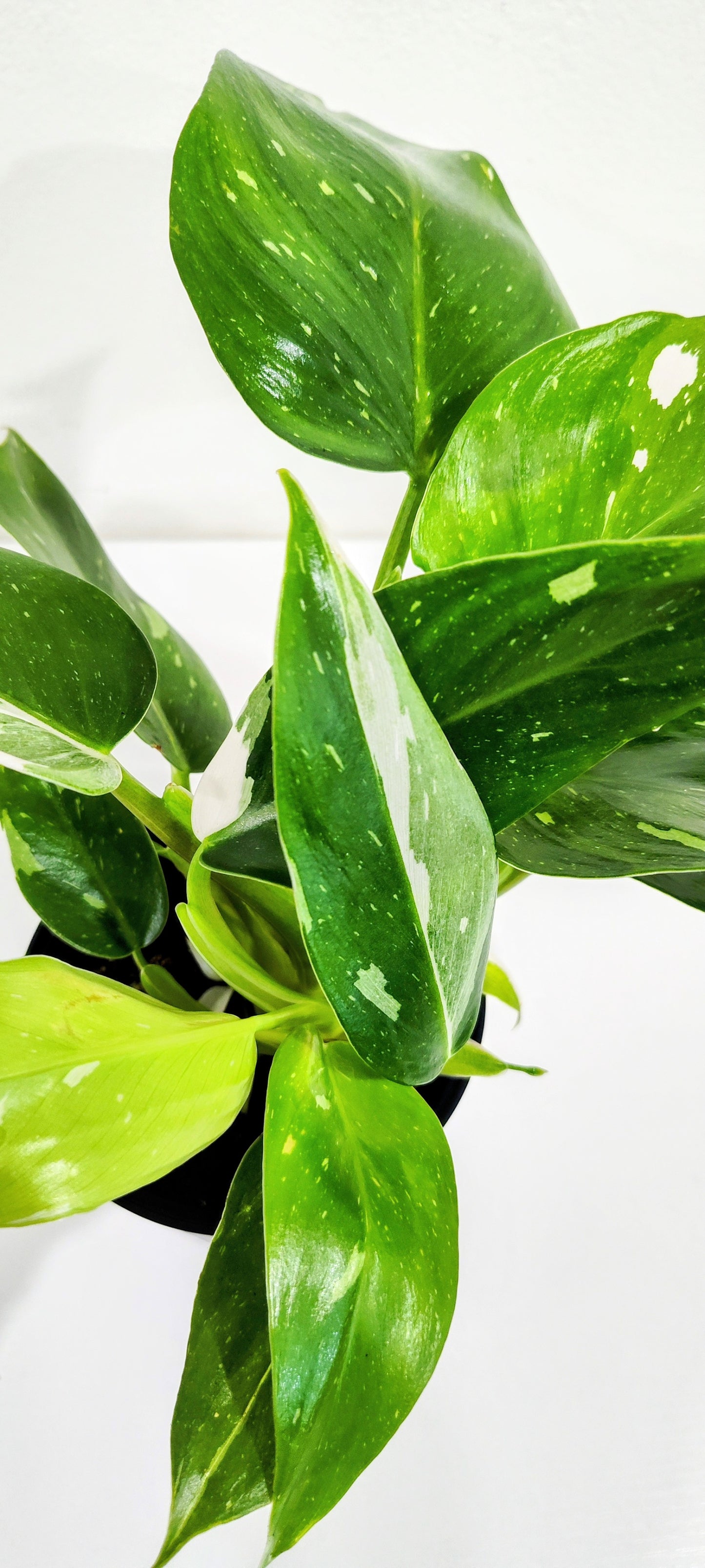 4β White Princess Philodendron | Rare Aroid | Variegated Indoor Plant
