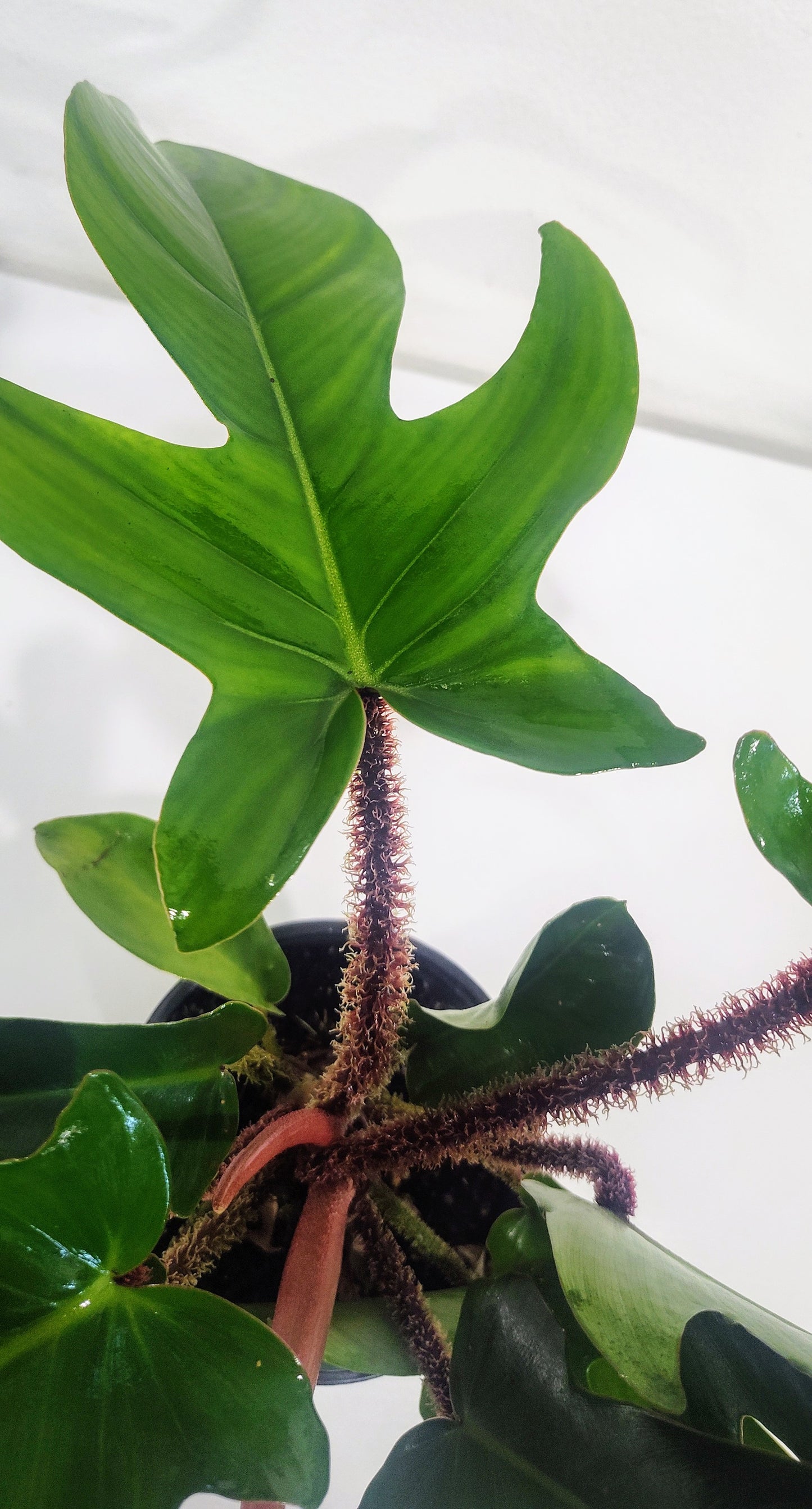 4ā Philodendron Squamiferum | Hairy Philodendron | Rare Indoor Aroid