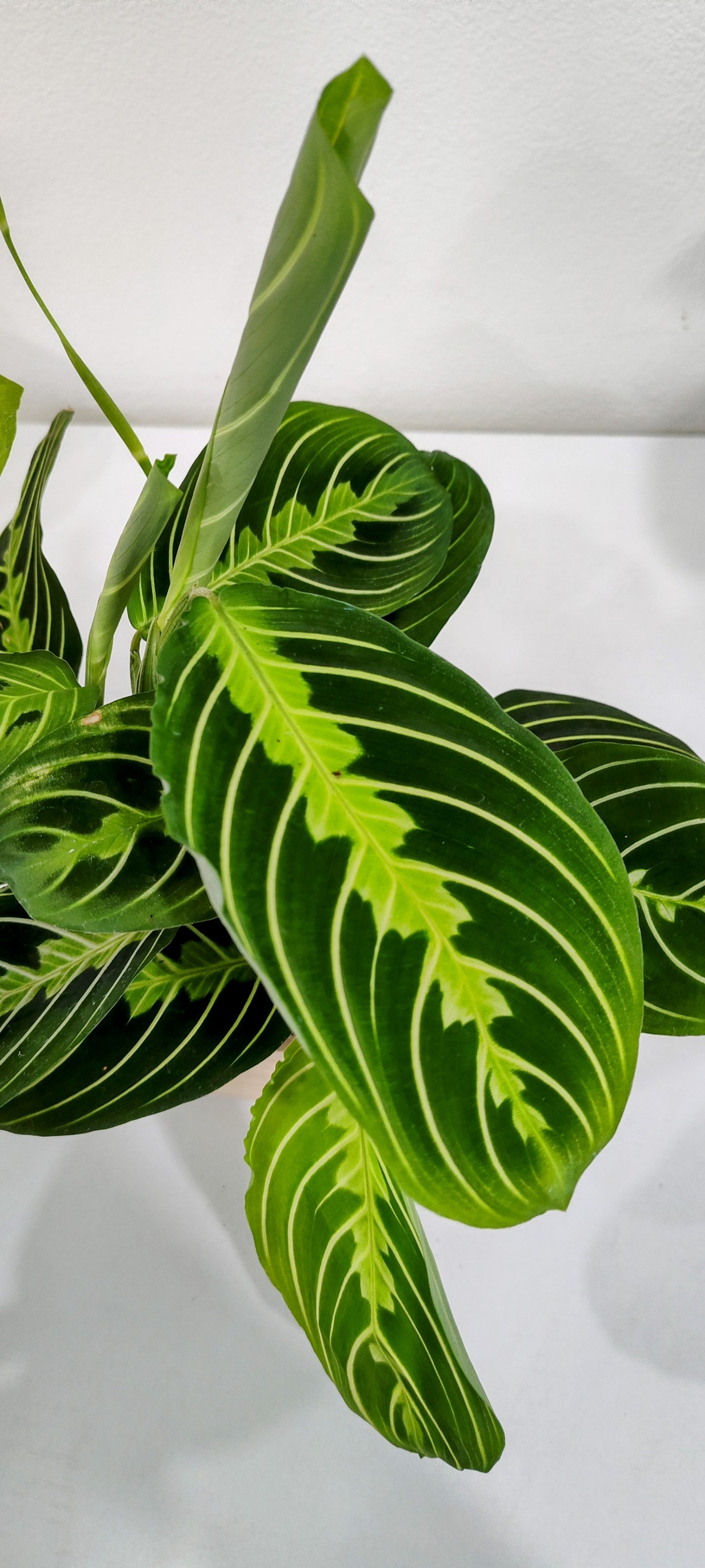 Lemon Lime Prayer Plant (Maranta leuconeura) – 4-Inch Pot – Vibrant & Easy