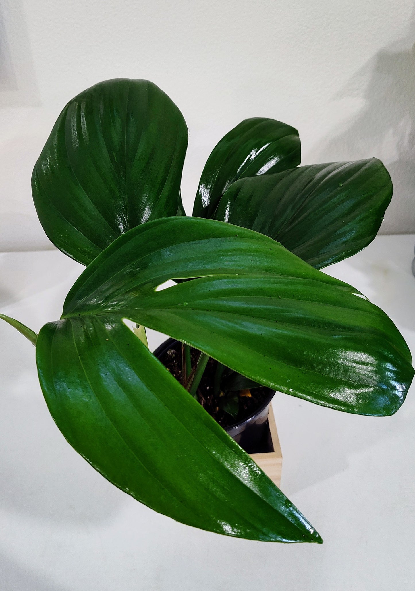 Dragon Tail Philodendron (Epipremnum pinnatum) – 4-Inch Nursery Pot – Fast-Growing Climber