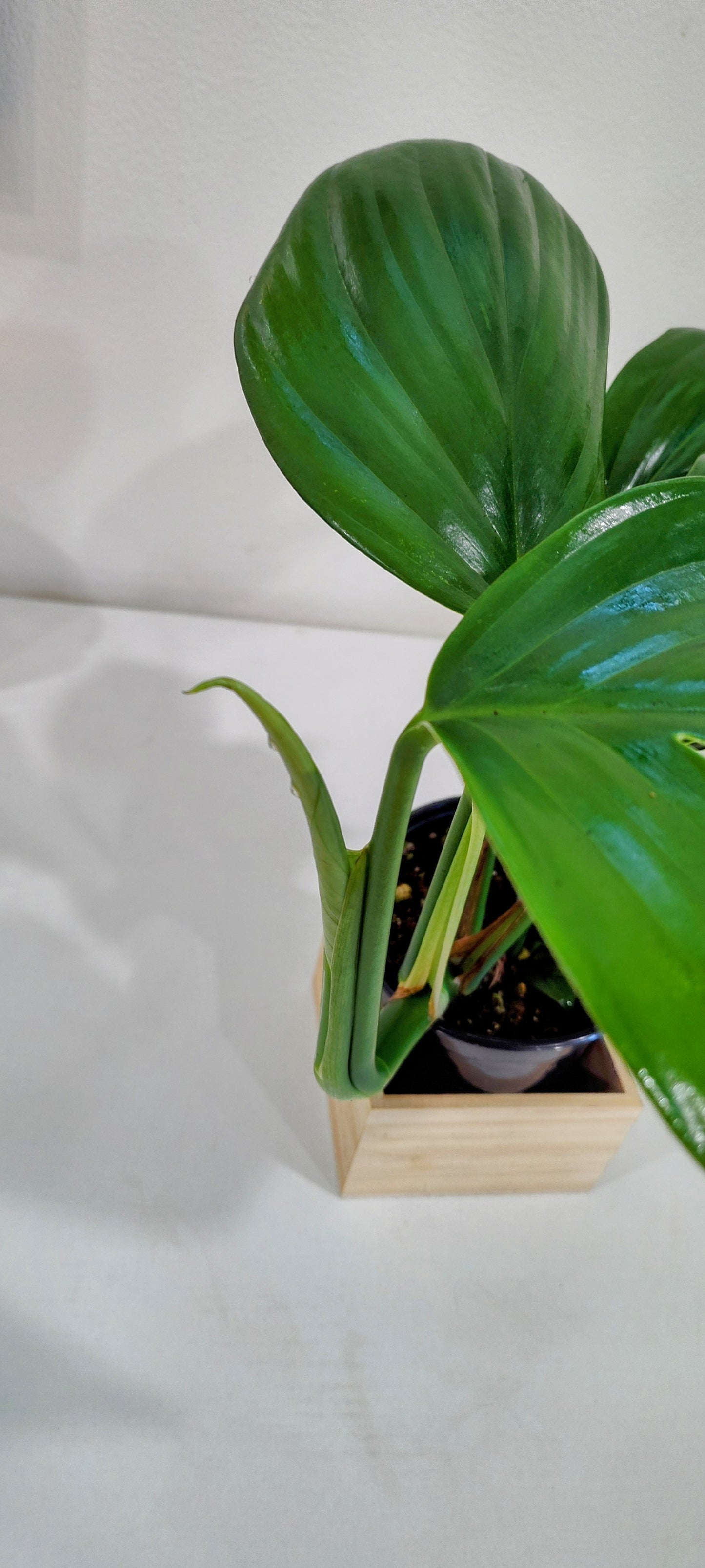Dragon Tail Philodendron (Epipremnum pinnatum) – 4-Inch Nursery Pot – Fast-Growing Climber