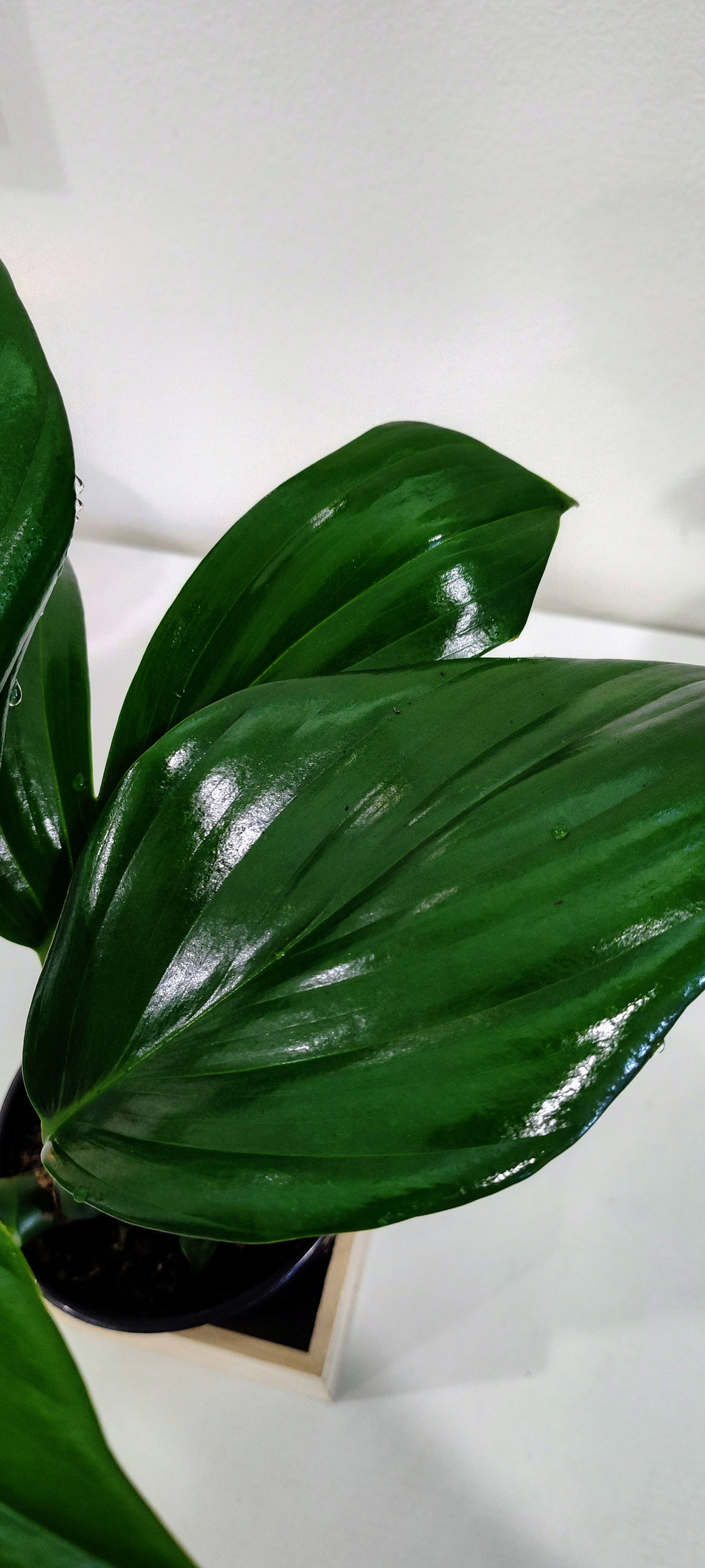 Dragon Tail Philodendron (Epipremnum pinnatum) – 4-Inch Nursery Pot – Fast-Growing Climber