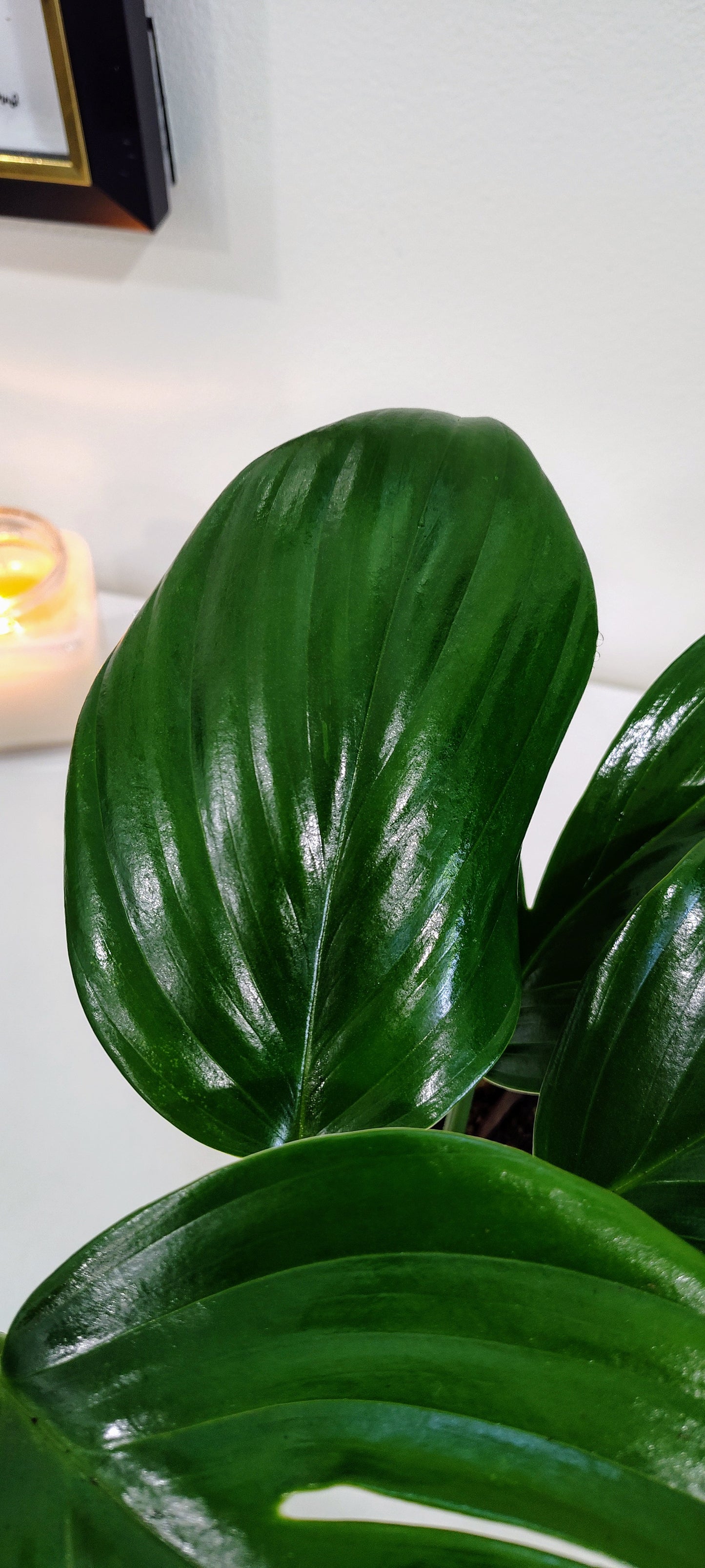 Dragon Tail Philodendron (Epipremnum pinnatum) – 4-Inch Nursery Pot – Fast-Growing Climber