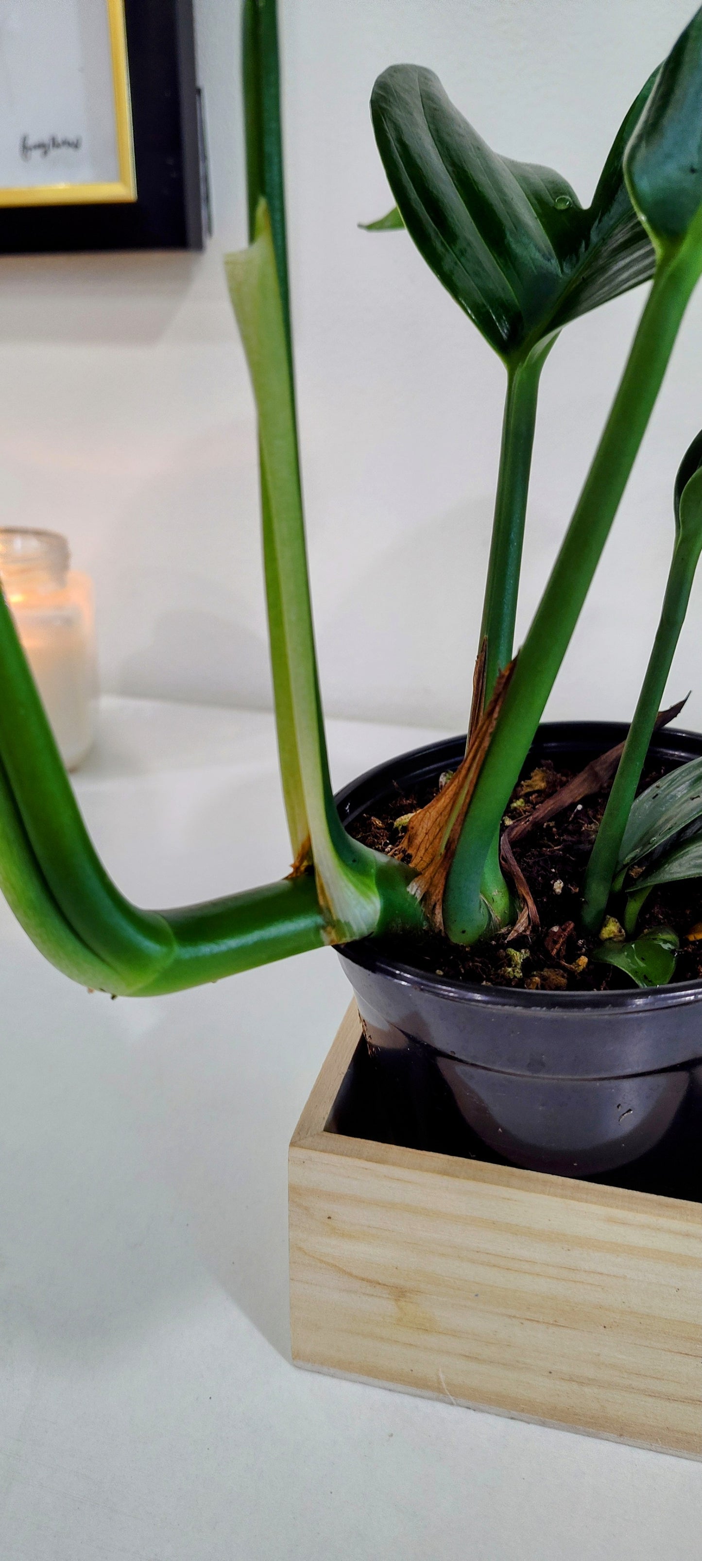 Dragon Tail Philodendron (Epipremnum pinnatum) – 4-Inch Nursery Pot – Fast-Growing Climber