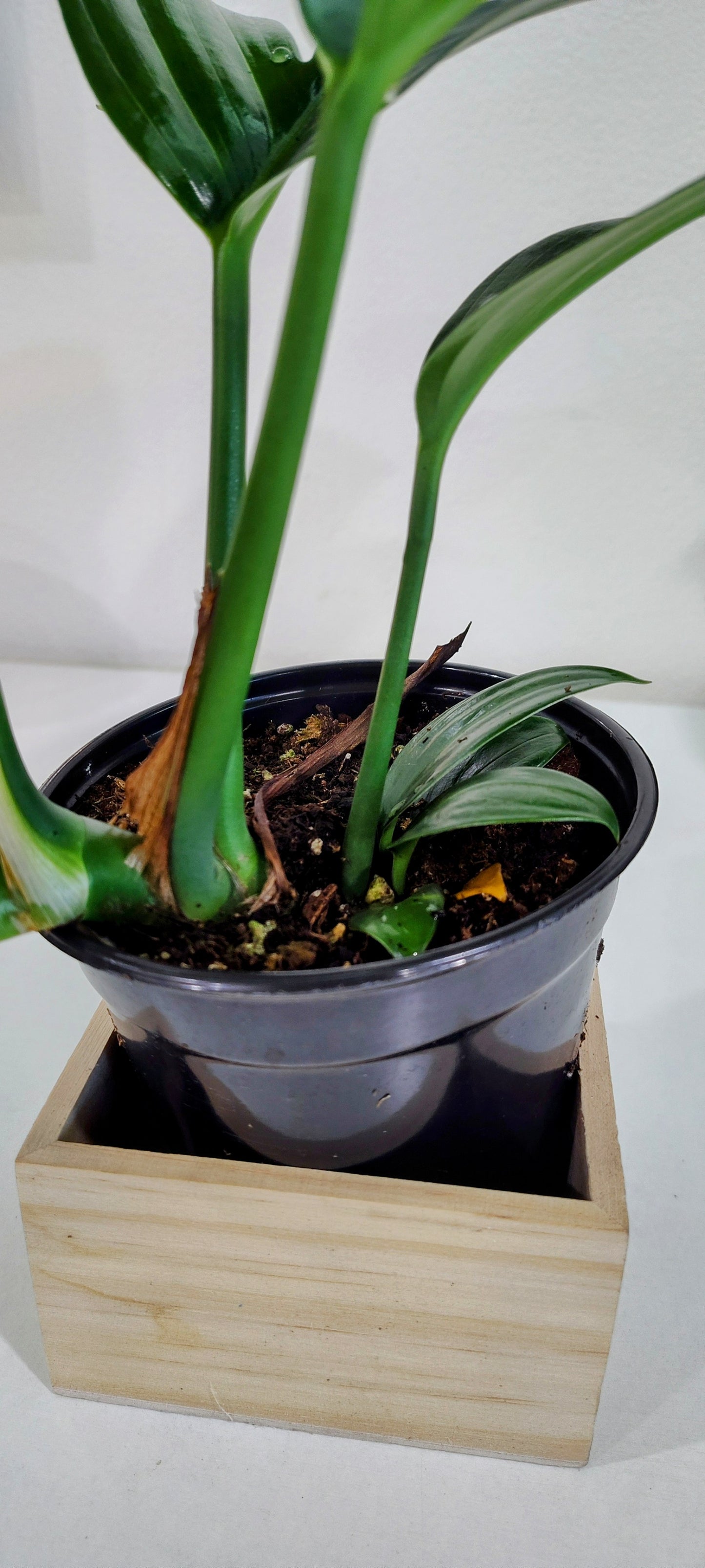 Dragon Tail Philodendron (Epipremnum pinnatum) – 4-Inch Nursery Pot – Fast-Growing Climber