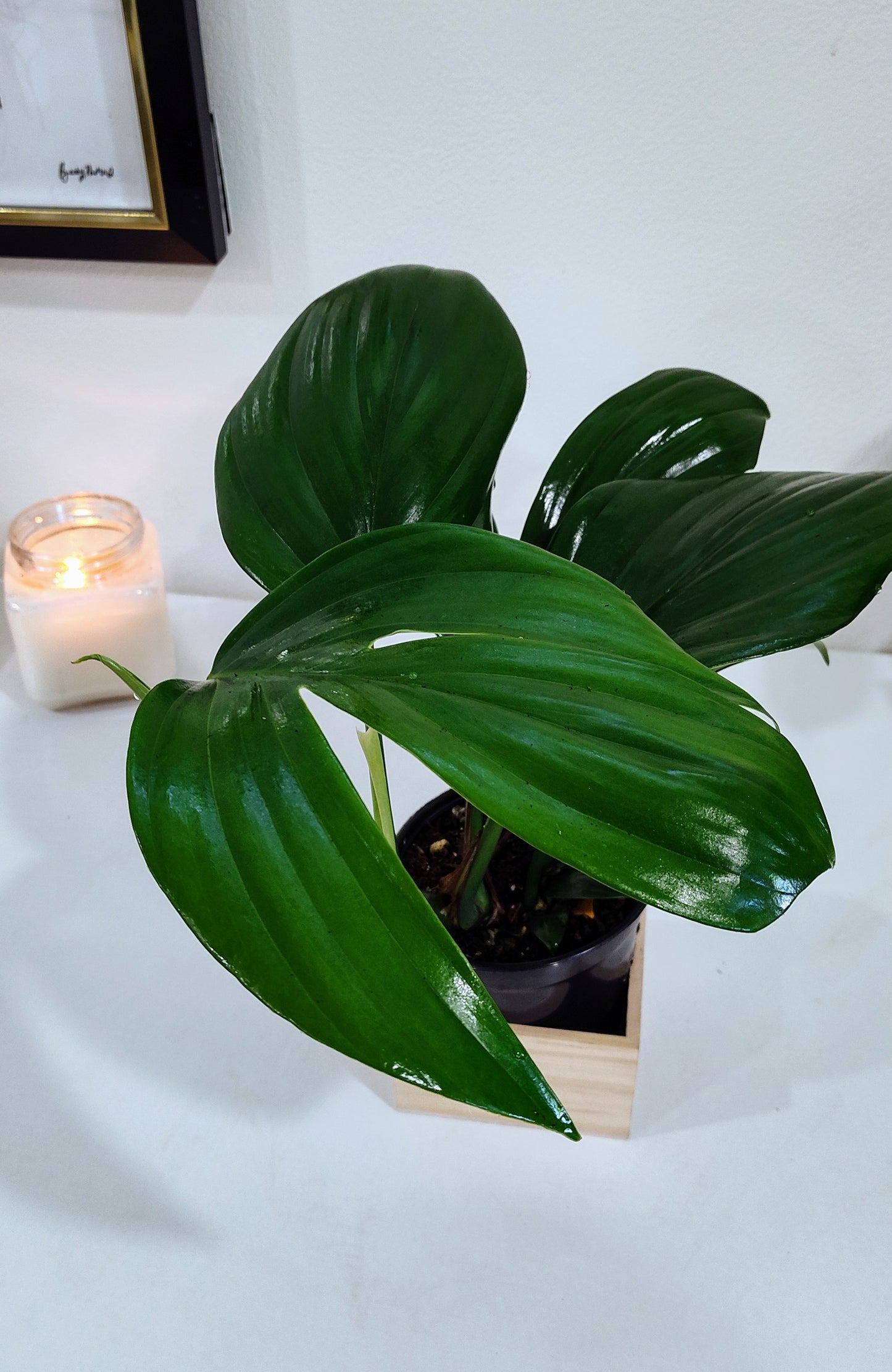 Dragon Tail Philodendron (Epipremnum pinnatum) – 4-Inch Nursery Pot – Fast-Growing Climber