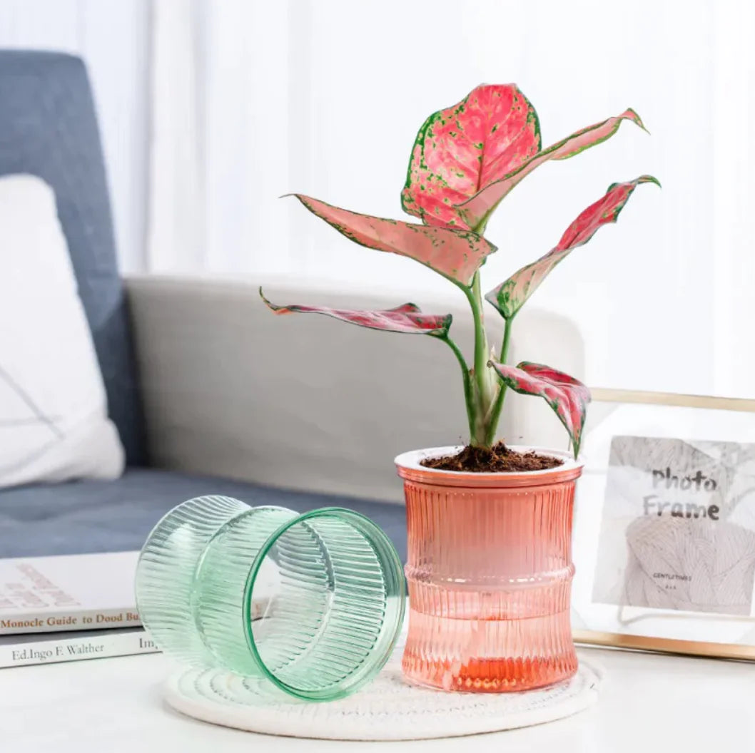 Self-Watering Transparent Mini Plant Pots