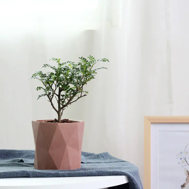 Diamond Pattern Cement Flower Pot for Modern Decor