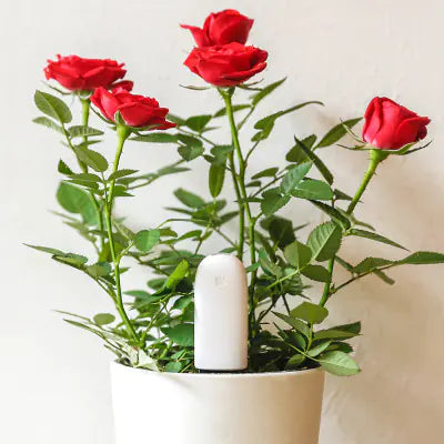 Xiaomi Smart Plant Monitoring Device