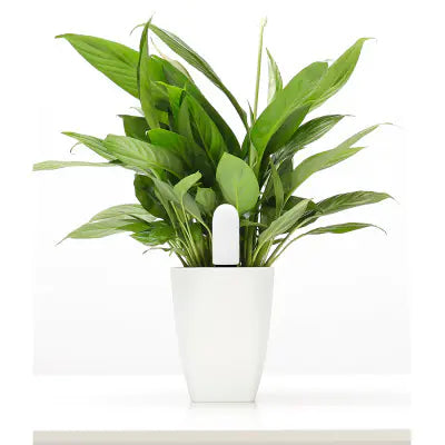 Xiaomi Smart Plant Monitoring Device