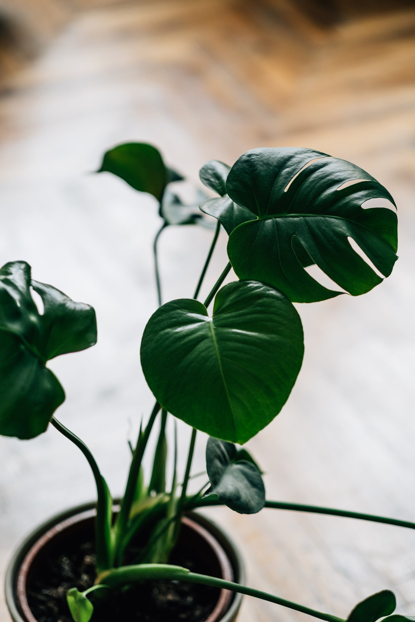 🌿 Monstera Deliciosa – 4" Nursery Pot