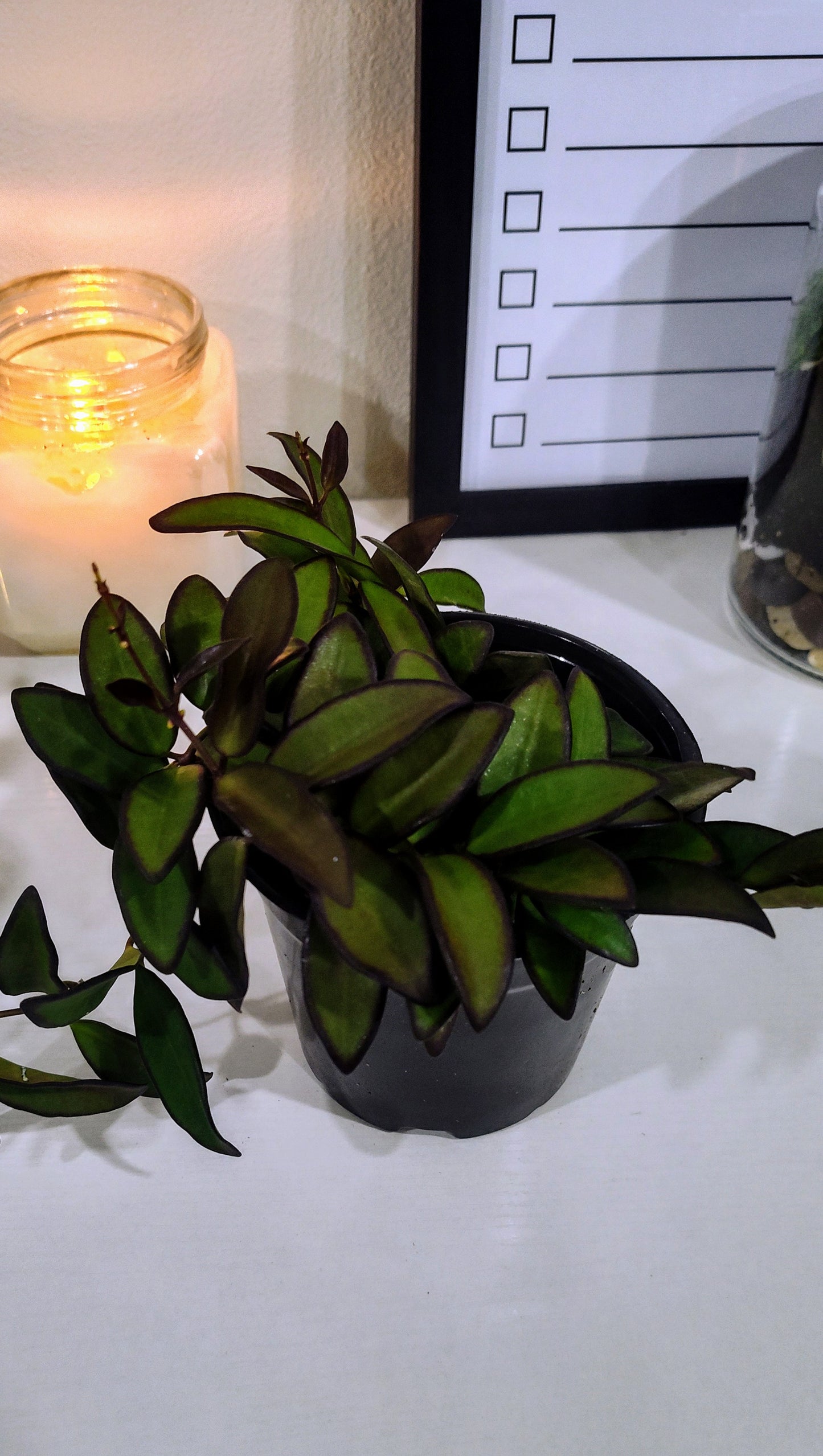 4” Hoya Rosita | Trailing Indoor Plant | Easy Care Houseplant