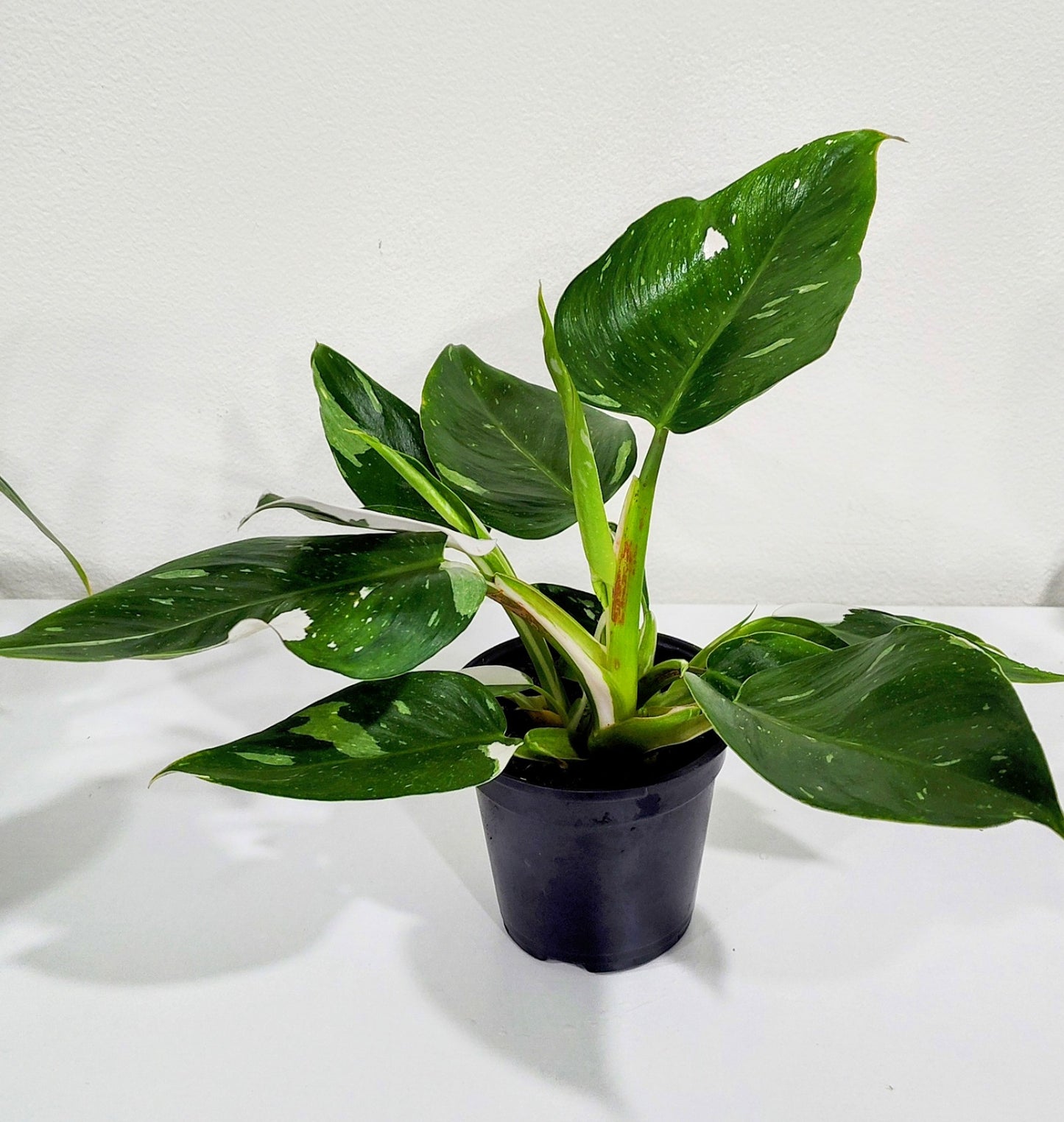 4” White Princess Philodendron | Rare Aroid | Variegated Indoor Plant