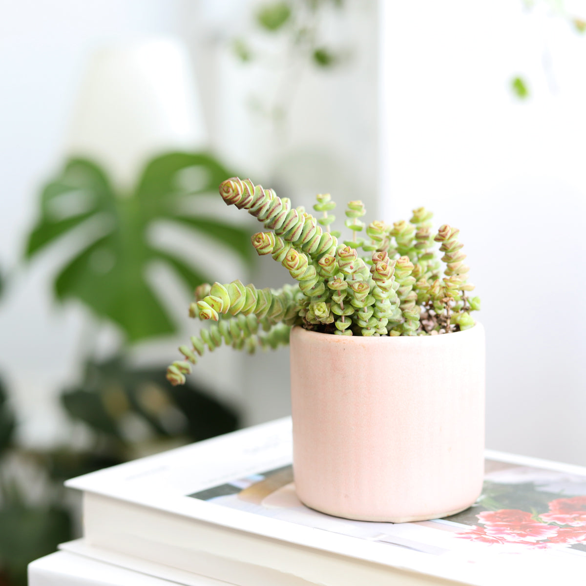 Jade Plant (Crassula ovata) – 4-Inch Pot – Easy Care Succulent – $9