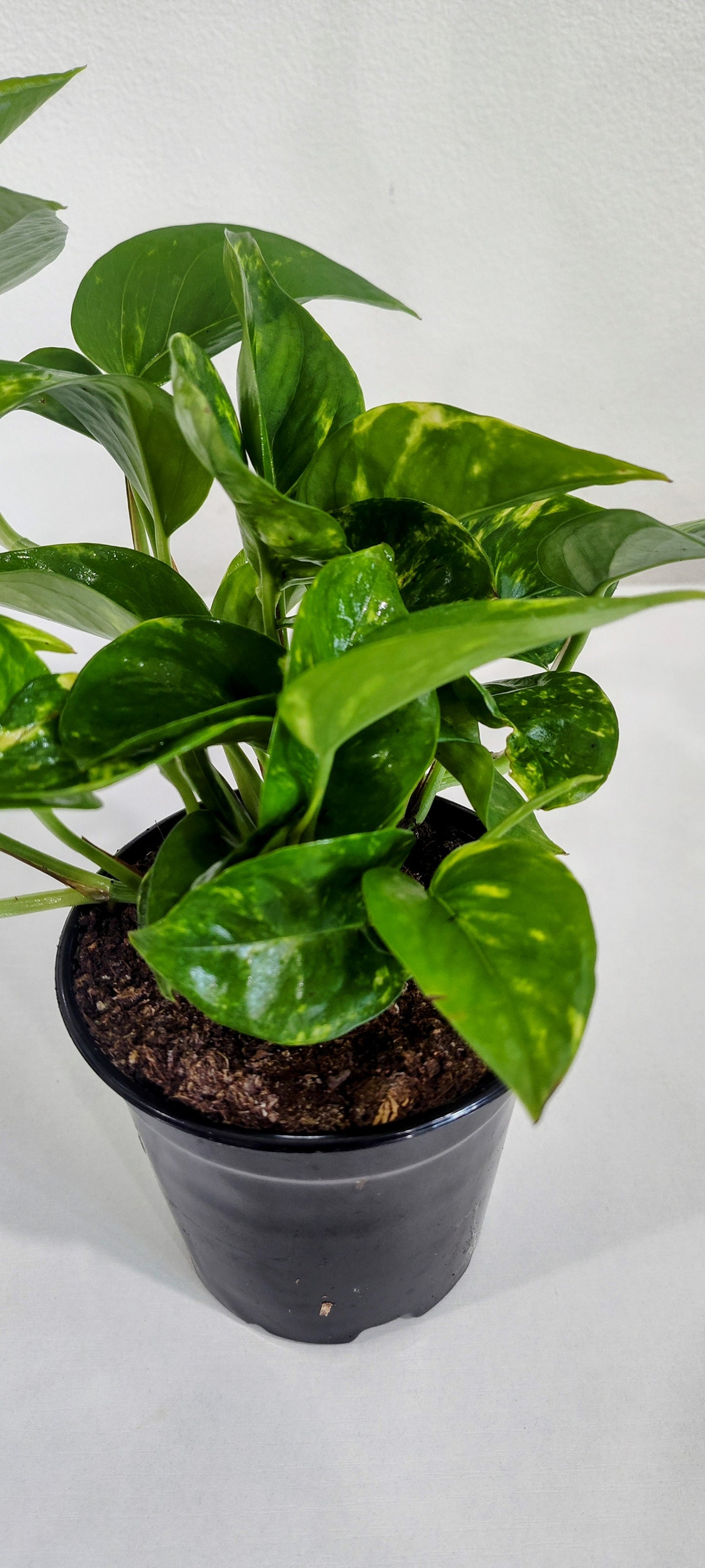 4” Golden Pothos | Easy Care Epipremnum Aureum | Indoor Trailing Plant