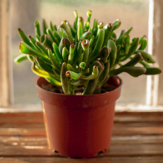 Shrek’s Ear Jade Plant (Crassula perfoliata var. Falcata) – 4" Pot