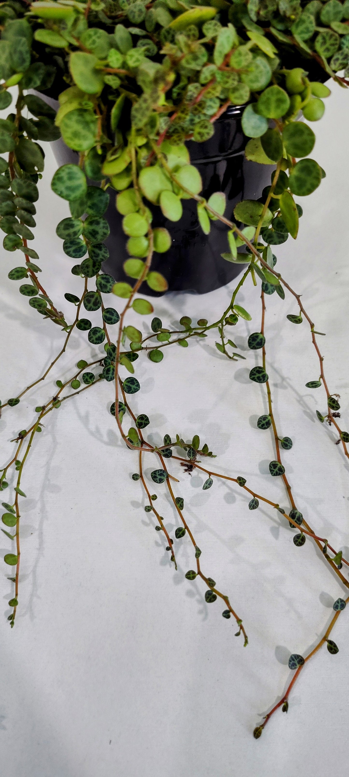 4” String of Turtles | Rare Peperomia Prostrata | Indoor Trailing Plant