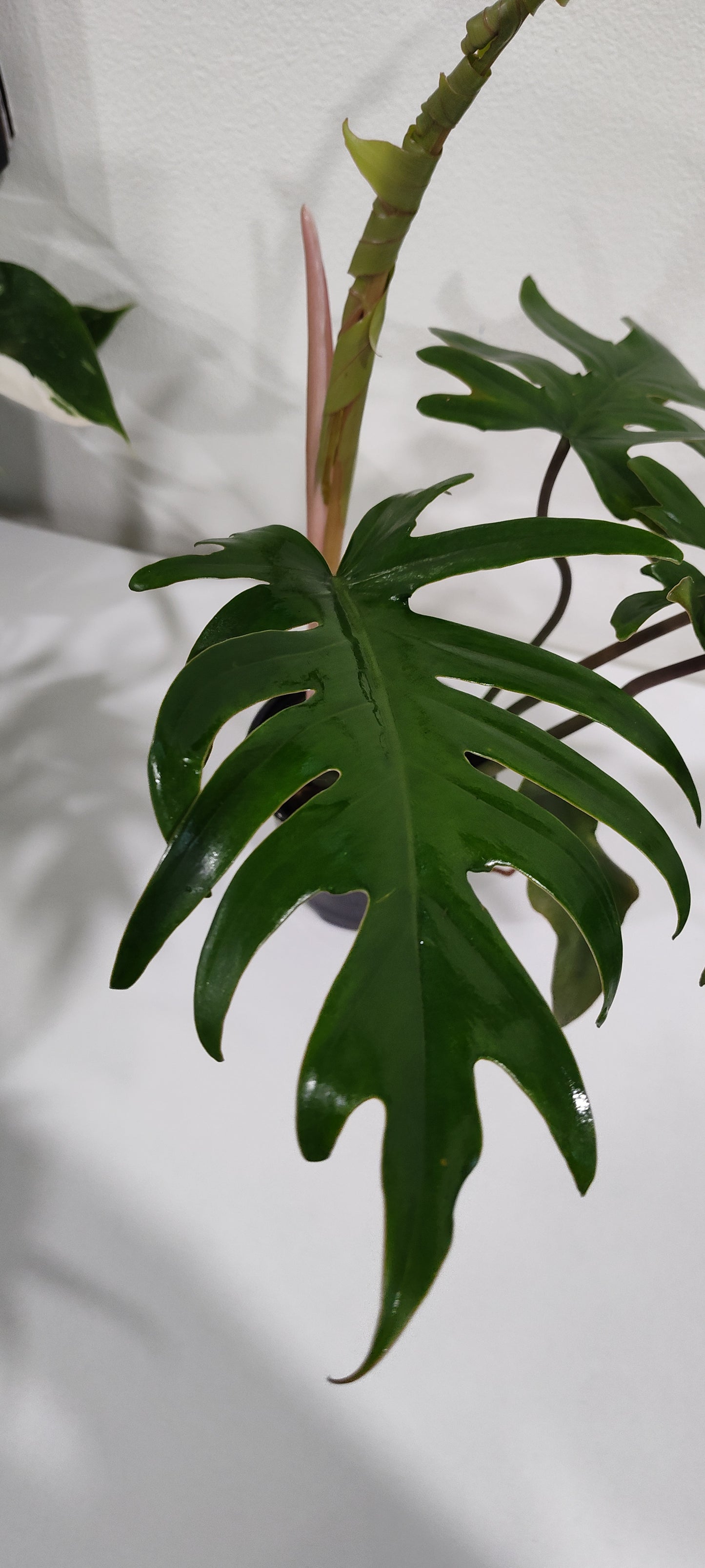 4” Philodendron Mayoi | Rare Aroid | Easy-Care Indoor Plant
