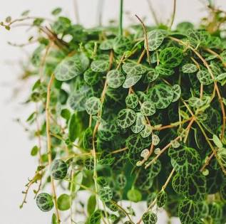 4” String of Turtles | Rare Peperomia Prostrata | Indoor Trailing Plant