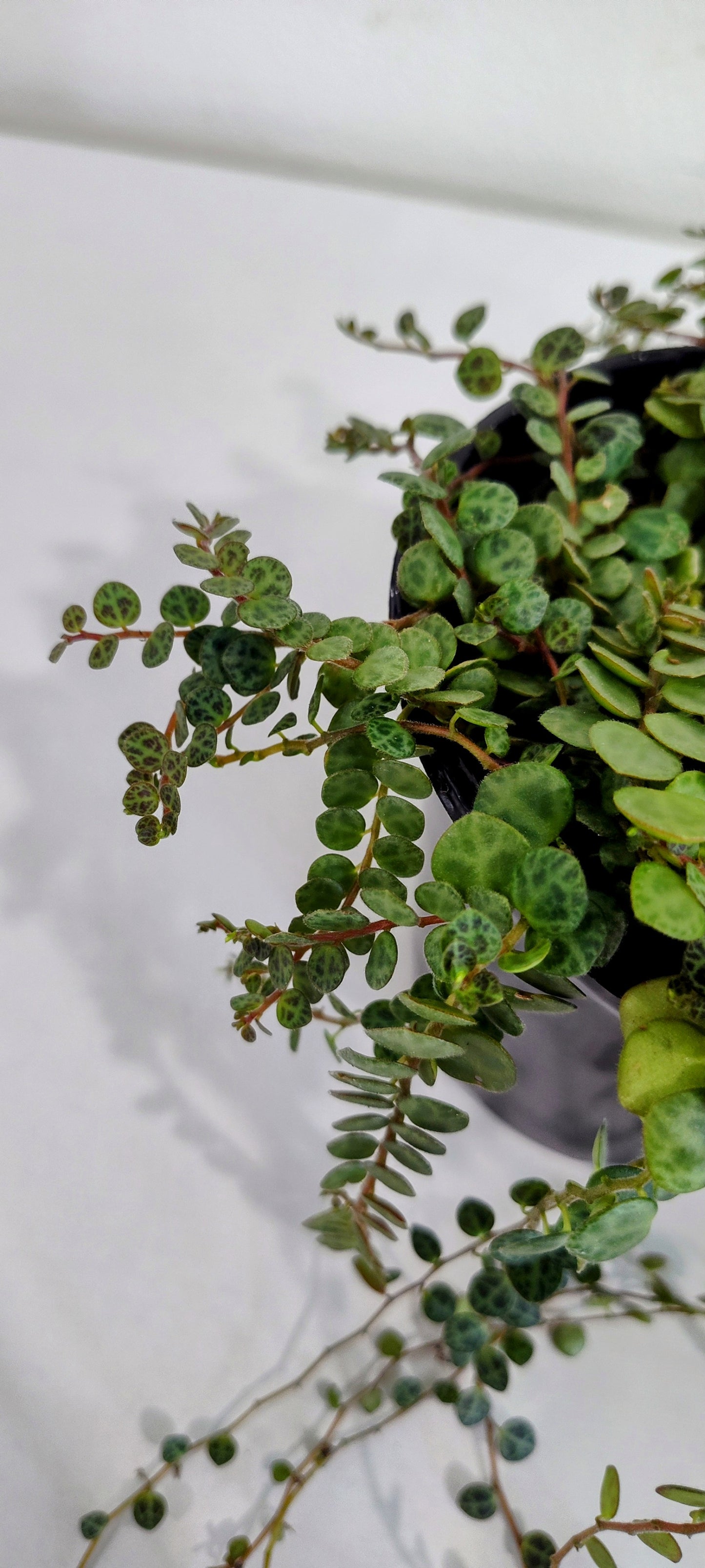4” String of Turtles | Rare Peperomia Prostrata | Indoor Trailing Plant