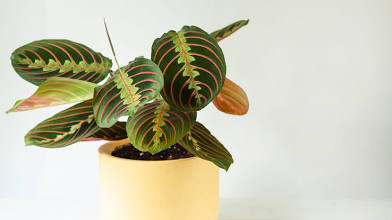 🌿 Red Prayer Plant – 4" Pot
(Also known as Maranta leuconeura ‘Erythroneura’)