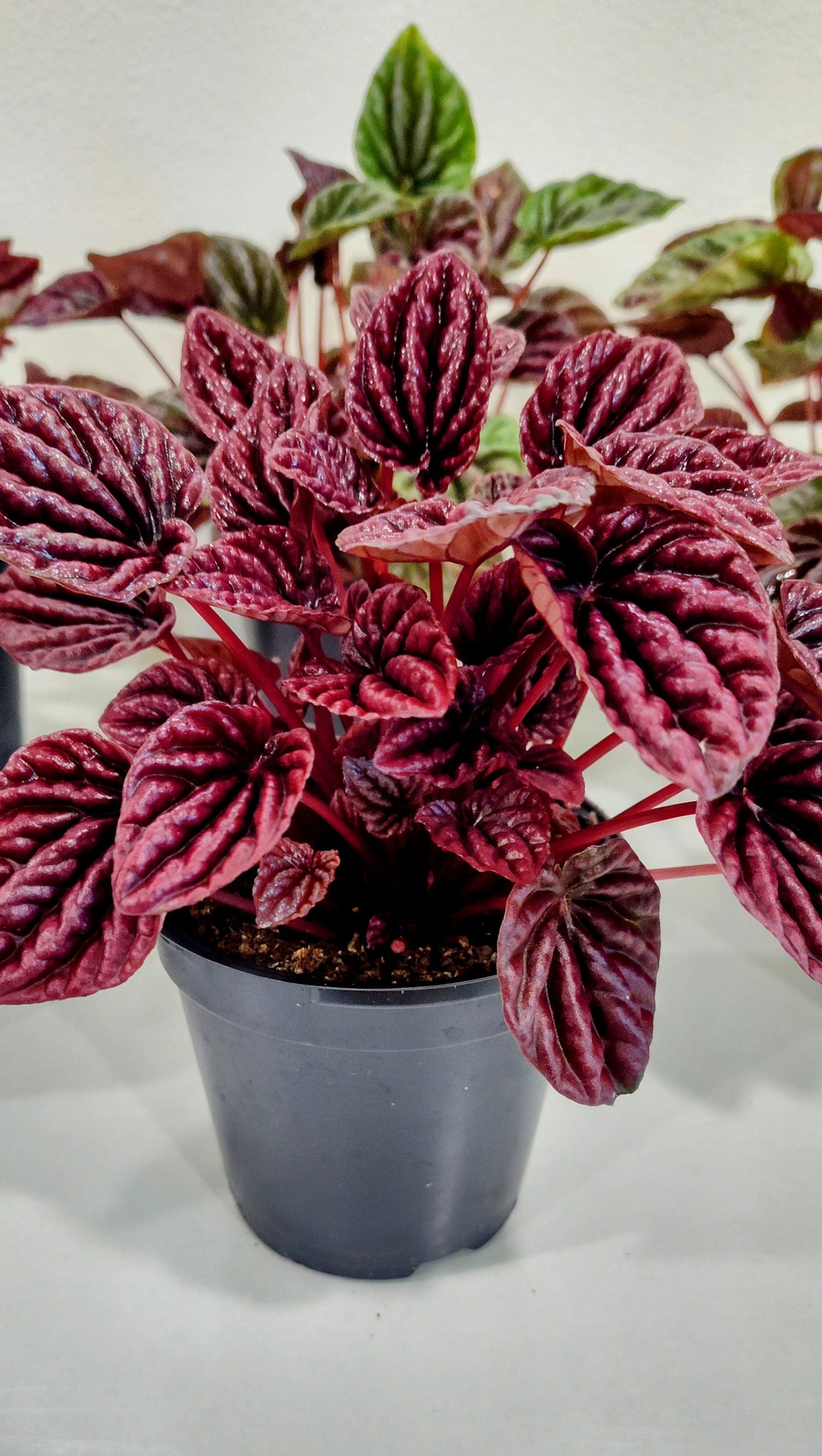4” Radiator Plant (Peperomia) – Easy-Care, Pet-Friendly Houseplant