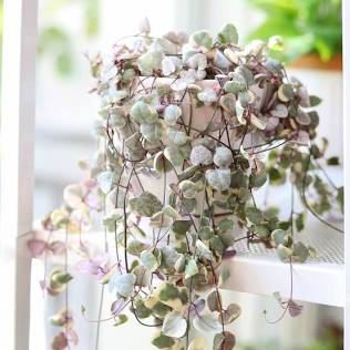 4” String of Hearts | Variegated Ceropegia Woodii | Trailing Indoor Plant
