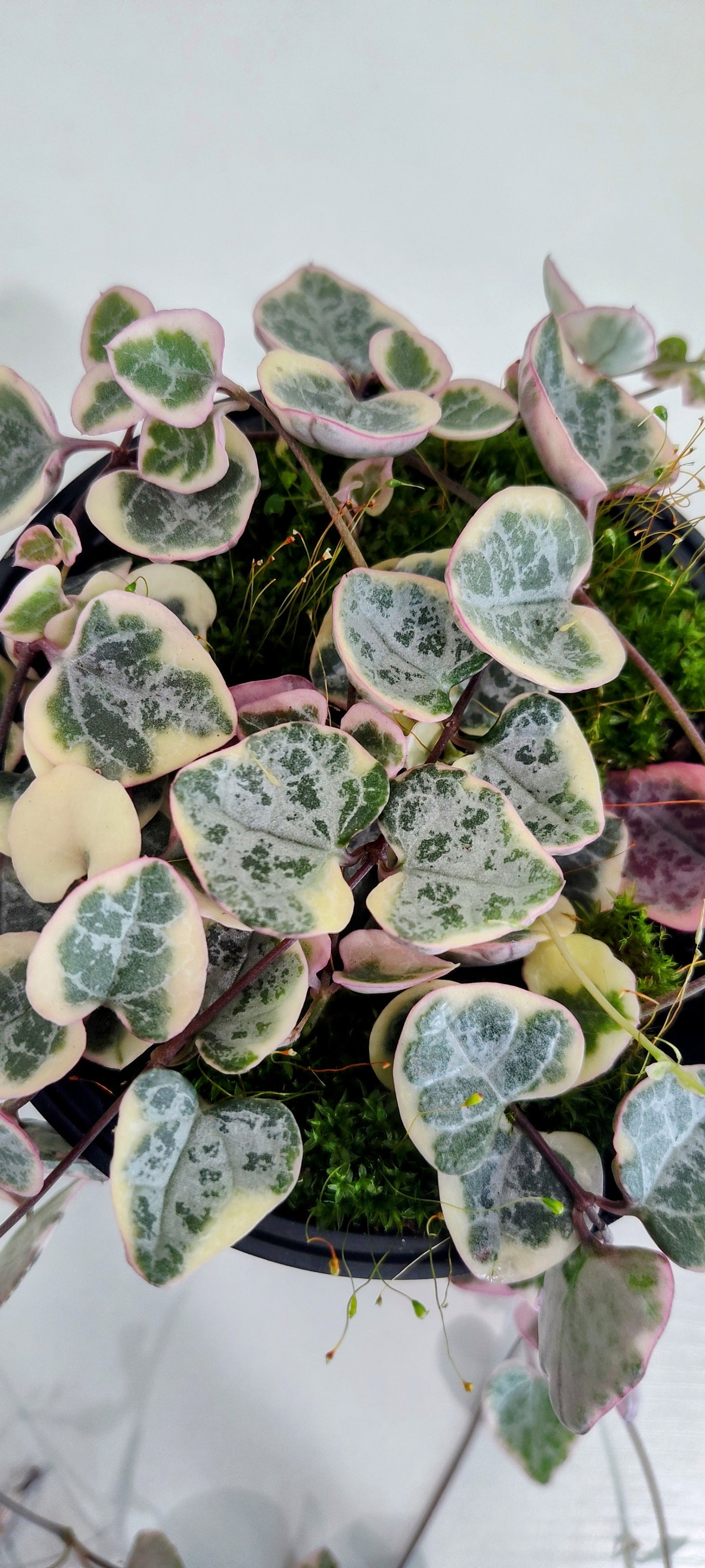 4” String of Hearts | Variegated Ceropegia Woodii | Trailing Indoor Plant