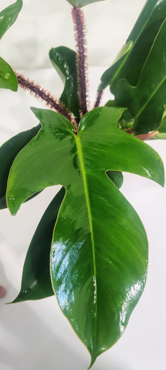 4” Philodendron Squamiferum | Hairy Philodendron | Rare Indoor Aroid