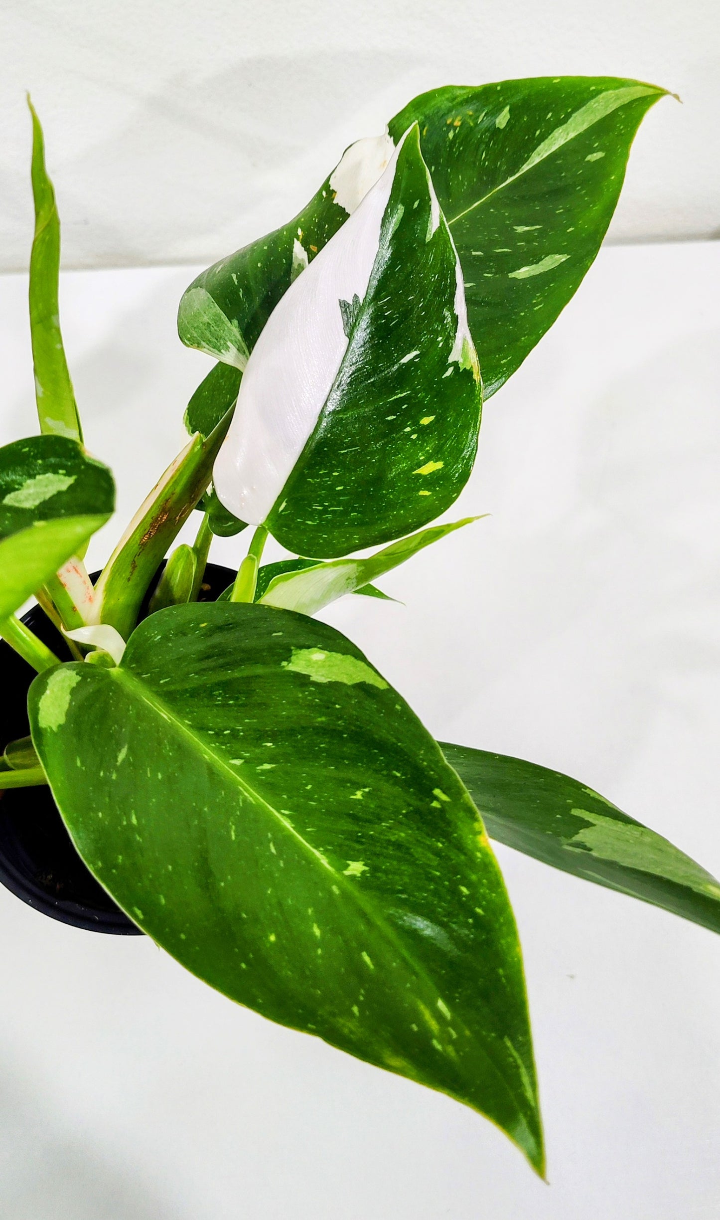 4” White Princess Philodendron | Rare Aroid | Variegated Indoor Plant