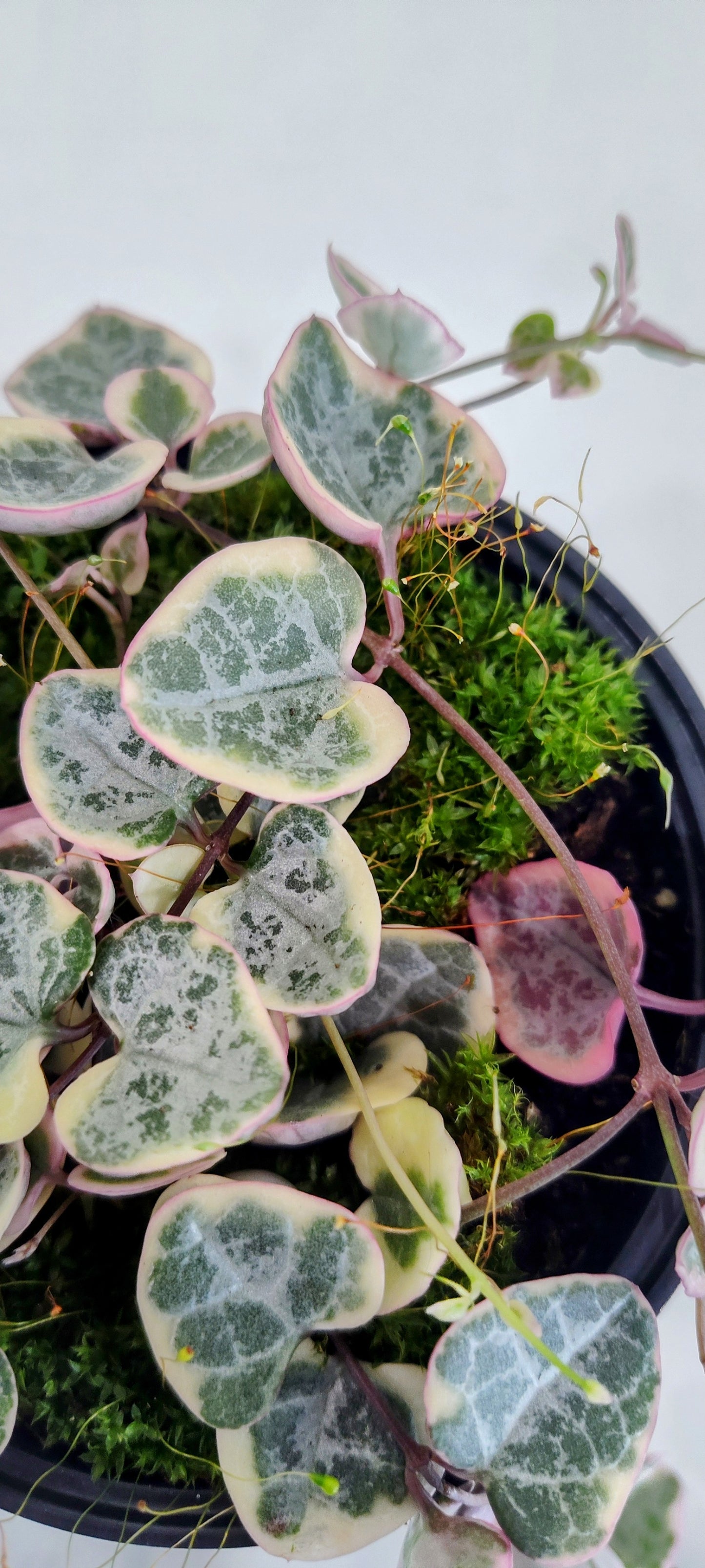 4” String of Hearts | Variegated Ceropegia Woodii | Trailing Indoor Plant