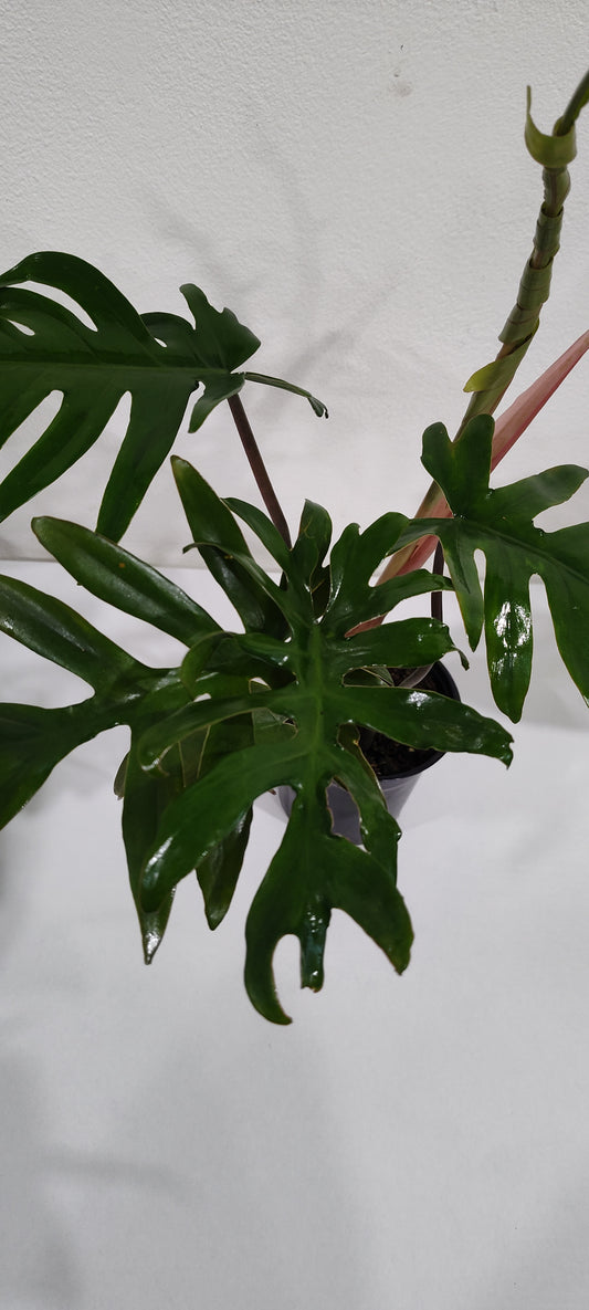 4” Philodendron Mayoi | Rare Aroid | Easy-Care Indoor Plant