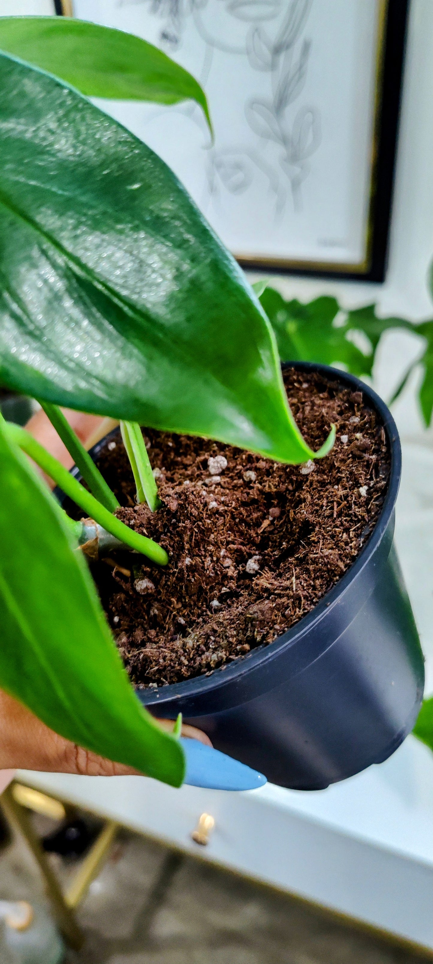 🌿 Florida Beauty Philodendron (Philodendron bipinnatifidum) – 4" Pot