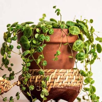 4” String of Turtles | Rare Peperomia Prostrata | Indoor Trailing Plant