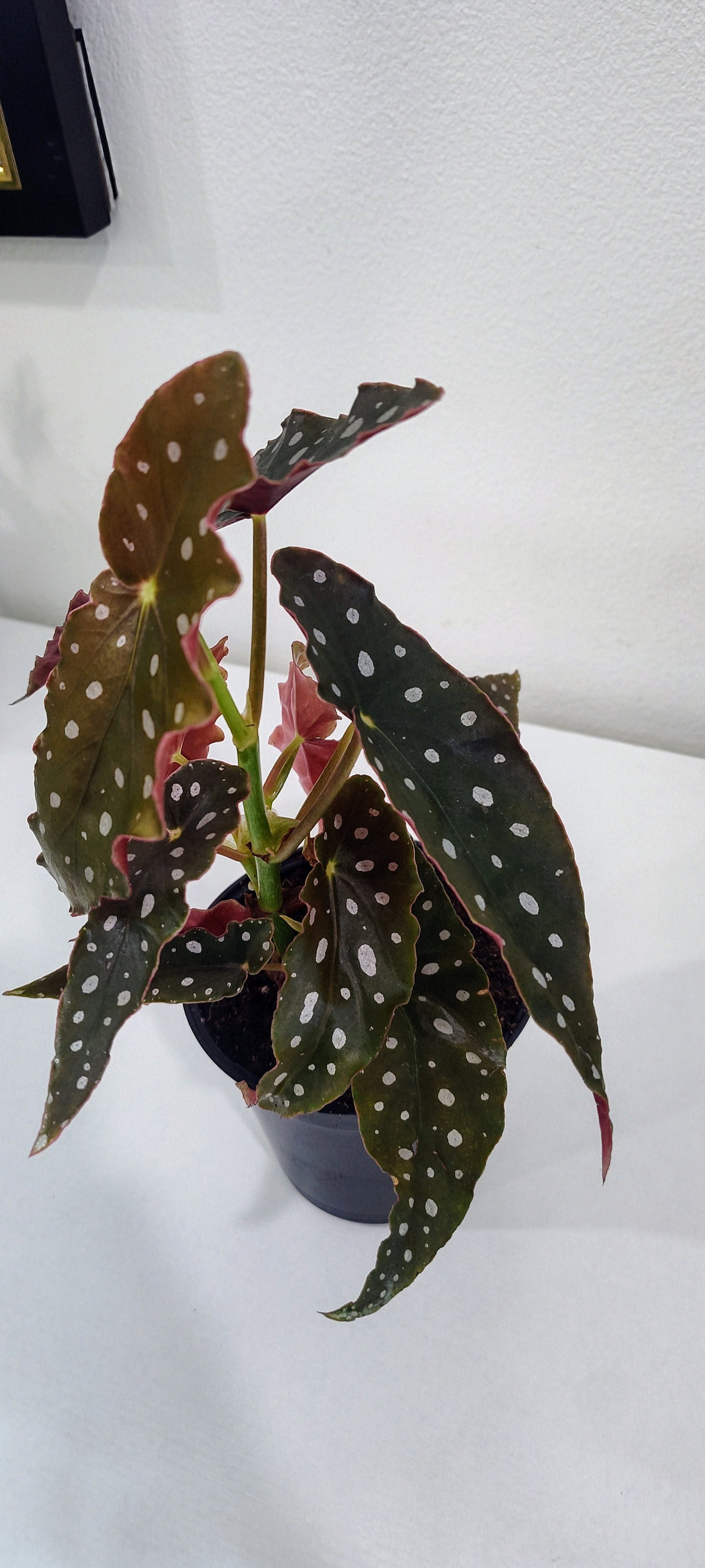 4” Angel Wing Begonia | Trailing Indoor Plant | Easy Care Houseplant