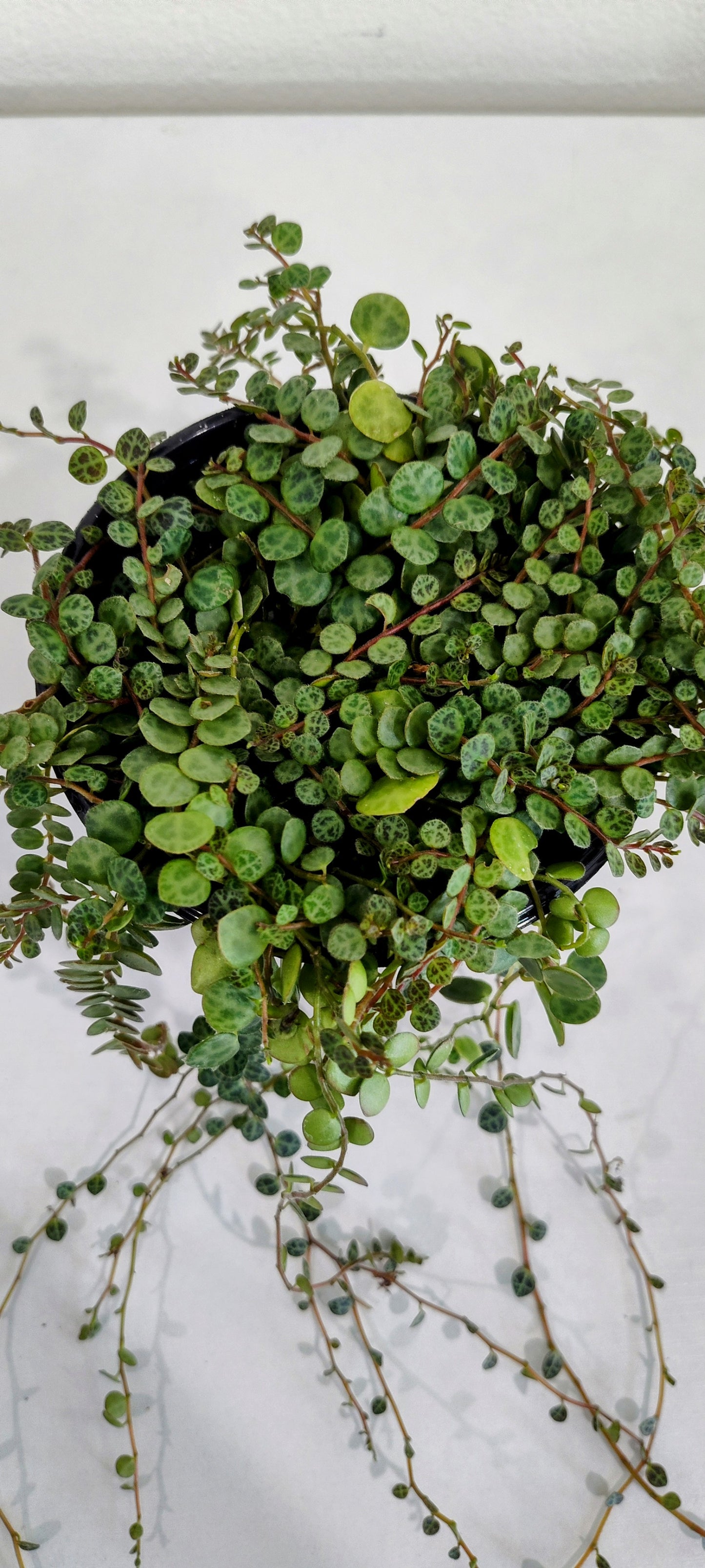 4” String of Turtles | Rare Peperomia Prostrata | Indoor Trailing Plant