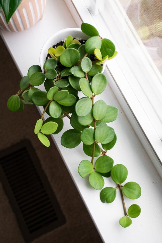 4” Peperomia Hope | Easy Care Succulent-Like Houseplant | Trailing Indoor Plant