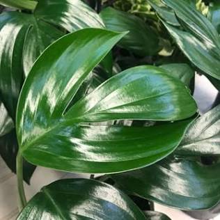 Dragon Tail Philodendron (Epipremnum pinnatum) – 4-Inch Nursery Pot – Fast-Growing Climber