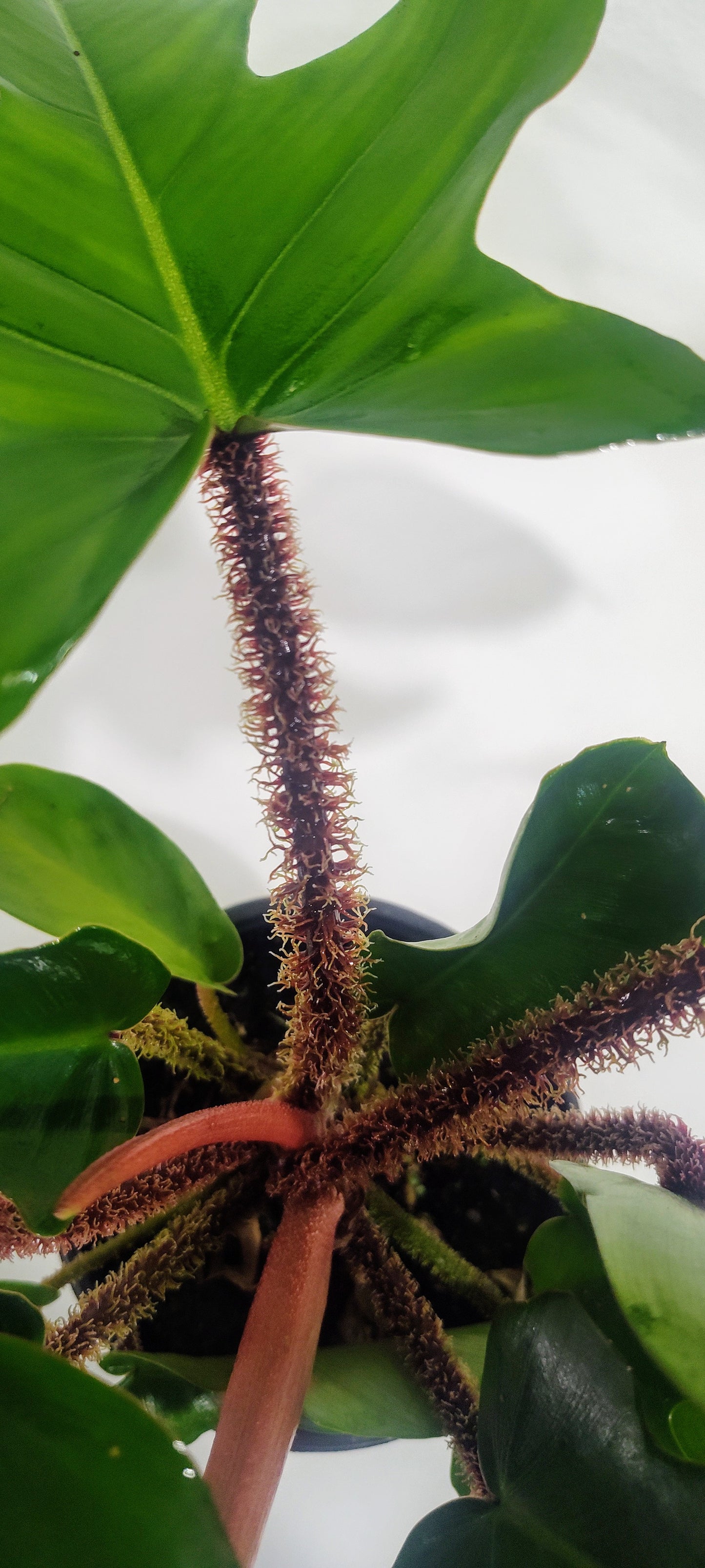 4” Philodendron Squamiferum | Hairy Philodendron | Rare Indoor Aroid