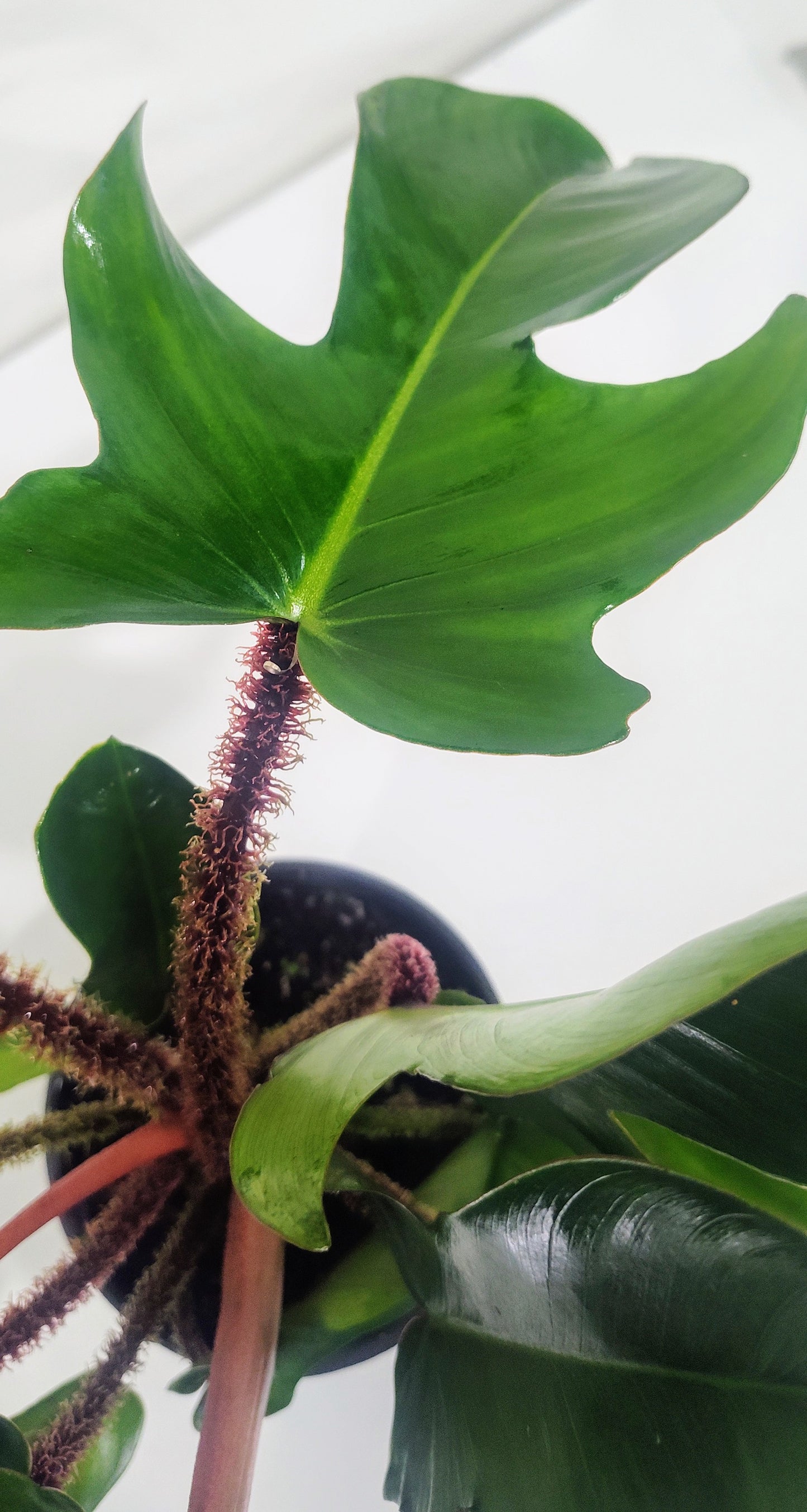 4” Philodendron Squamiferum | Hairy Philodendron | Rare Indoor Aroid