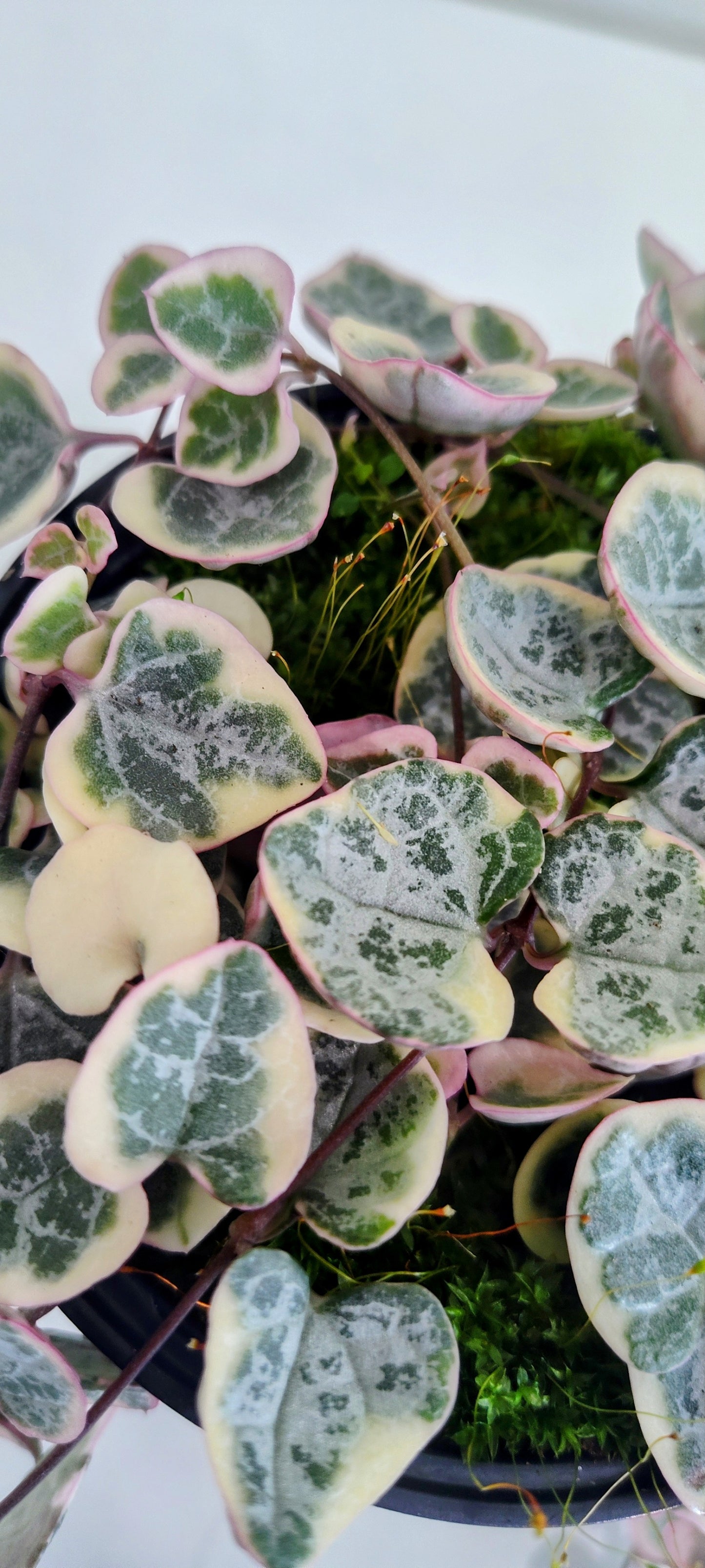 4” String of Hearts | Variegated Ceropegia Woodii | Trailing Indoor Plant