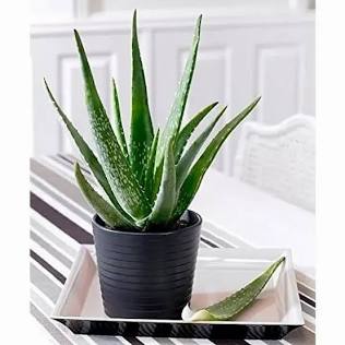 🌵 Aloe Vera – 4" Pot