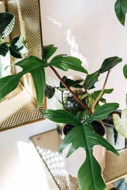 🌿 Florida Beauty Philodendron (Philodendron bipinnatifidum) – 4" Pot