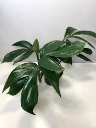 Dragon Tail Philodendron (Epipremnum pinnatum) – 4-Inch Nursery Pot – Fast-Growing Climber