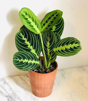 Lemon Lime Prayer Plant (Maranta leuconeura) – 4-Inch Pot – Vibrant & Easy
