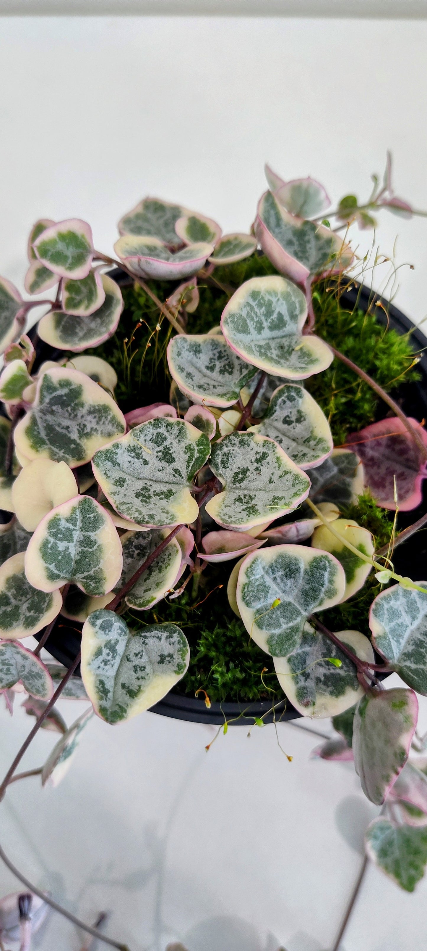 4” String of Hearts | Variegated Ceropegia Woodii | Trailing Indoor Plant