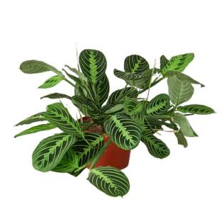 Lemon Lime Prayer Plant (Maranta leuconeura) – 4-Inch Pot – Vibrant & Easy